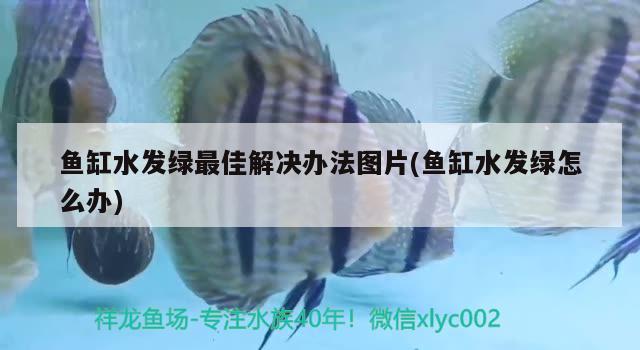 鱼缸水发绿最佳解决办法图片(鱼缸水发绿怎么办) B级过背金龙鱼