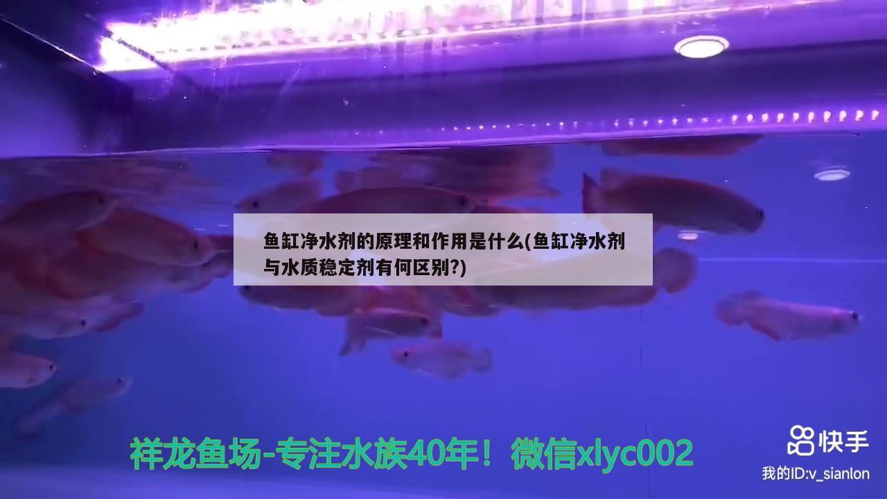 鱼缸净水剂的原理和作用是什么(鱼缸净水剂与水质稳定剂有何区别?) 黄金达摩鱼