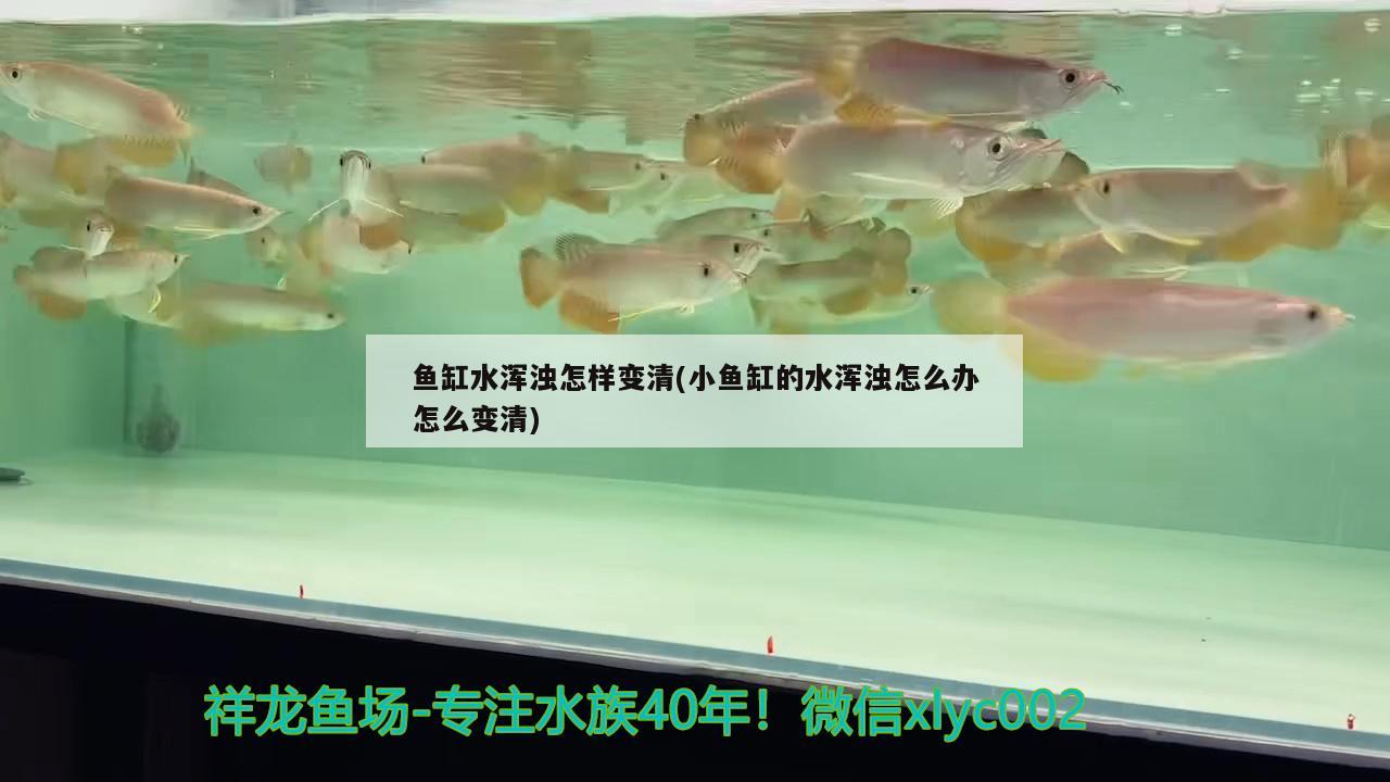 鱼缸水浑浊怎样变清(小鱼缸的水浑浊怎么办怎么变清) 撒旦鸭嘴鱼