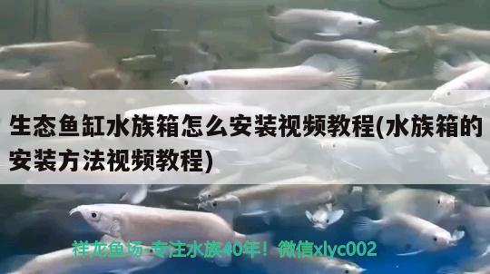 生态鱼缸水族箱怎么安装视频教程(水族箱的安装方法视频教程) 鱼缸/水族箱