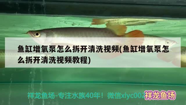 鱼缸换水为什么要静置（鱼缸换水为什么要加盐）