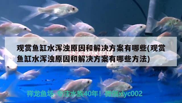 观赏鱼缸水浑浊原因和解决方案有哪些(观赏鱼缸水浑浊原因和解决方案有哪些方法) 红魔王银版鱼