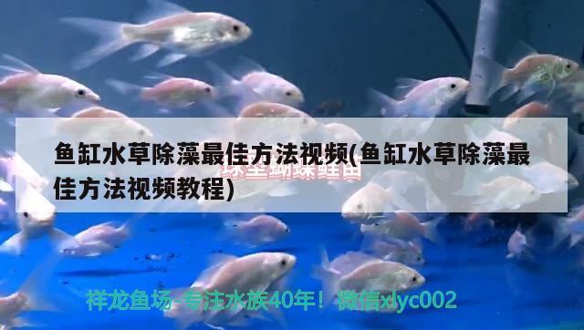 鱼缸水草除藻最佳方法视频(鱼缸水草除藻最佳方法视频教程) 水草