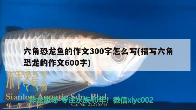 六角恐龙鱼的作文300字怎么写(描写六角恐龙的作文600字) 红白锦鲤鱼