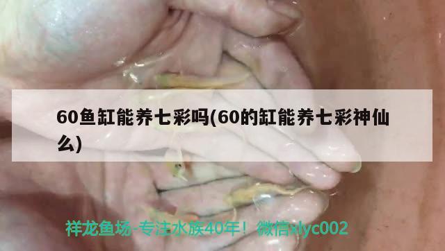 60鱼缸能养七彩吗(60的缸能养七彩神仙么)