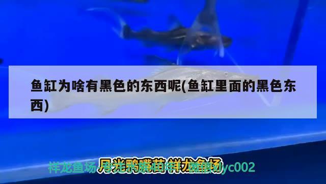 齐齐哈尔水族批发市场都在哪里？（齐齐哈尔有水族馆吗）