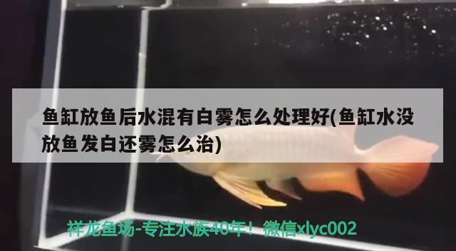 鱼缸放鱼后水混有白雾怎么处理好(鱼缸水没放鱼发白还雾怎么治)