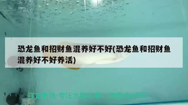 金龙鱼繁殖过程视频大全(金龙鱼人工繁殖方法)