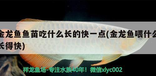 金龙鱼鱼苗吃什么长的快一点(金龙鱼喂什么长得快)