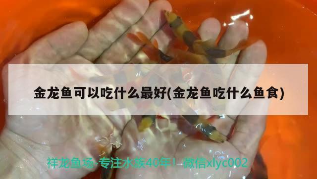 金龙鱼可以吃什么最好(金龙鱼吃什么鱼食) 巴西亚鱼