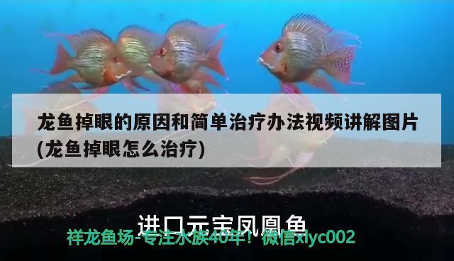 龙鱼掉眼的原因和简单治疗办法视频讲解图片(龙鱼掉眼怎么治疗) 大白鲨鱼