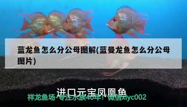 蓝龙鱼怎么分公母图解(蓝曼龙鱼怎么分公母图片) 黄金斑马鱼