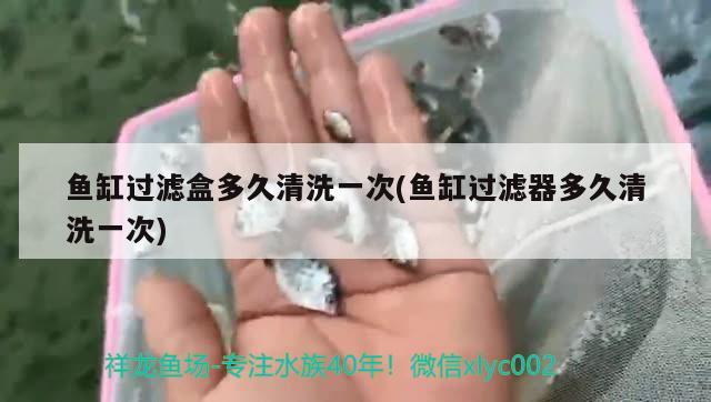 鱼缸过滤盒多久清洗一次(鱼缸过滤器多久清洗一次) 进口元宝凤凰鱼