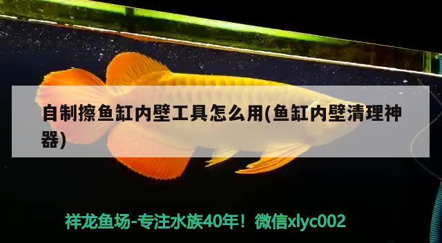 石家庄金龙鱼总代理电话 石家庄金龙鱼总代理电话号码 龙年龙鱼 第1张