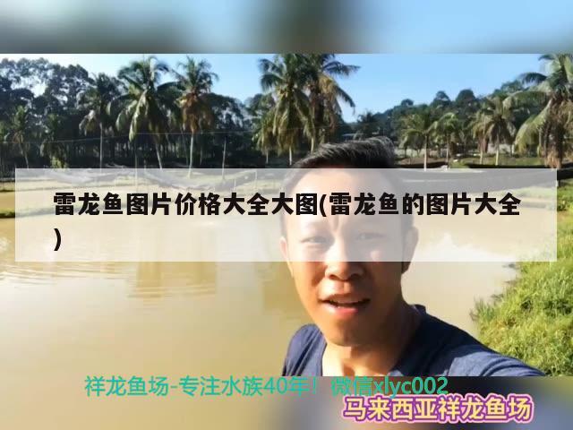 鱼缸养印尼虎鱼寿命(印尼虎鱼养几条合适)