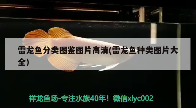 银龙鱼和食人鱼能混养吗（银龙鱼和其他鱼能一起养吗） 食人鱼（水虎） 第3张