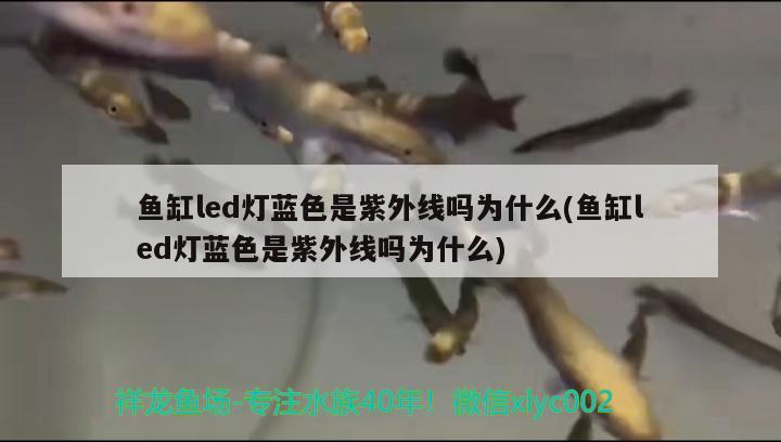 鱼缸led灯蓝色是紫外线吗为什么(鱼缸led灯蓝色是紫外线吗为什么) 粗线银版鱼