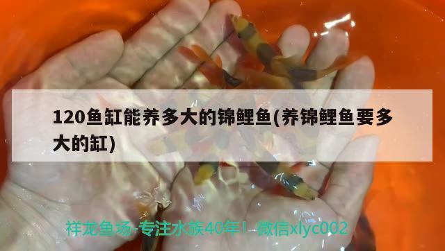 漯河水族批发市场在哪里呀电话号码（漯河水产养殖基地） 养鱼知识 第3张