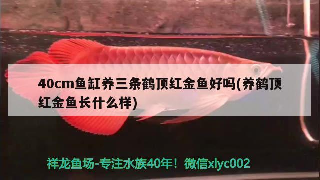 40cm鱼缸养三条鹤顶红金鱼好吗(养鹤顶红金鱼长什么样) 白写锦鲤鱼