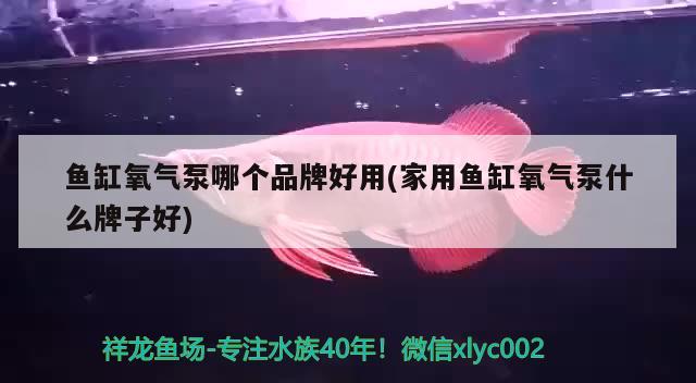 鱼缸氧气泵哪个品牌好用(家用鱼缸氧气泵什么牌子好) 暹罗巨鲤