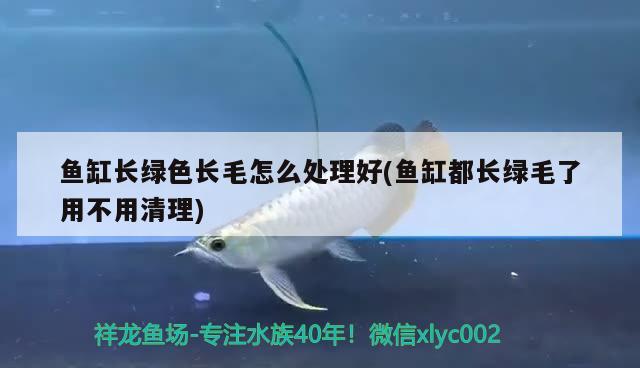 鱼缸长绿色长毛怎么处理好(鱼缸都长绿毛了用不用清理) 七彩神仙鱼