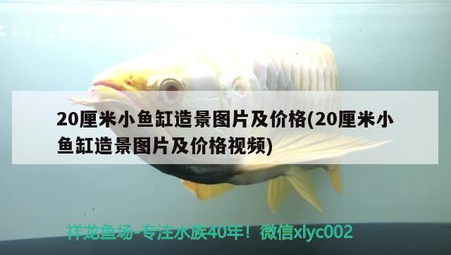 20厘米小鱼缸造景图片及价格(20厘米小鱼缸造景图片及价格视频) 泰庞海莲鱼