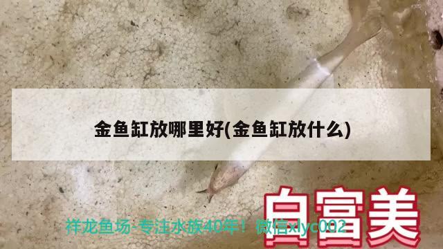 金鱼缸放哪里好(金鱼缸放什么) 祥龙金禾金龙鱼