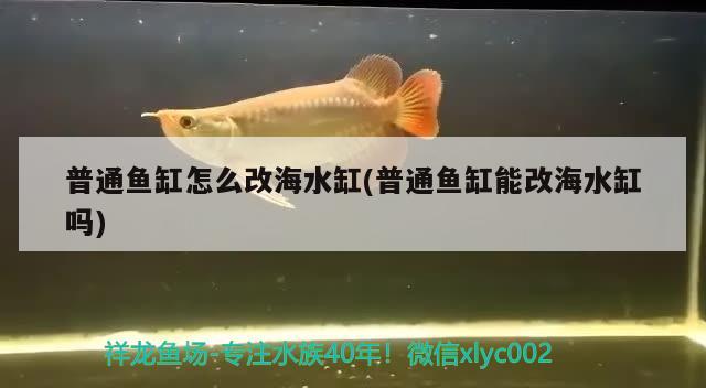 普通鱼缸怎么改海水缸(普通鱼缸能改海水缸吗) 大白鲨鱼