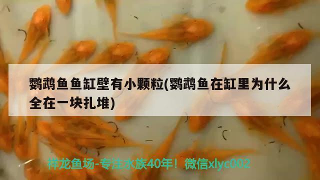 蓝礼服孔雀鱼和蓝白孔雀鱼杂交：孔雀鱼的仔仔什么时候能交配 观赏鱼 第2张