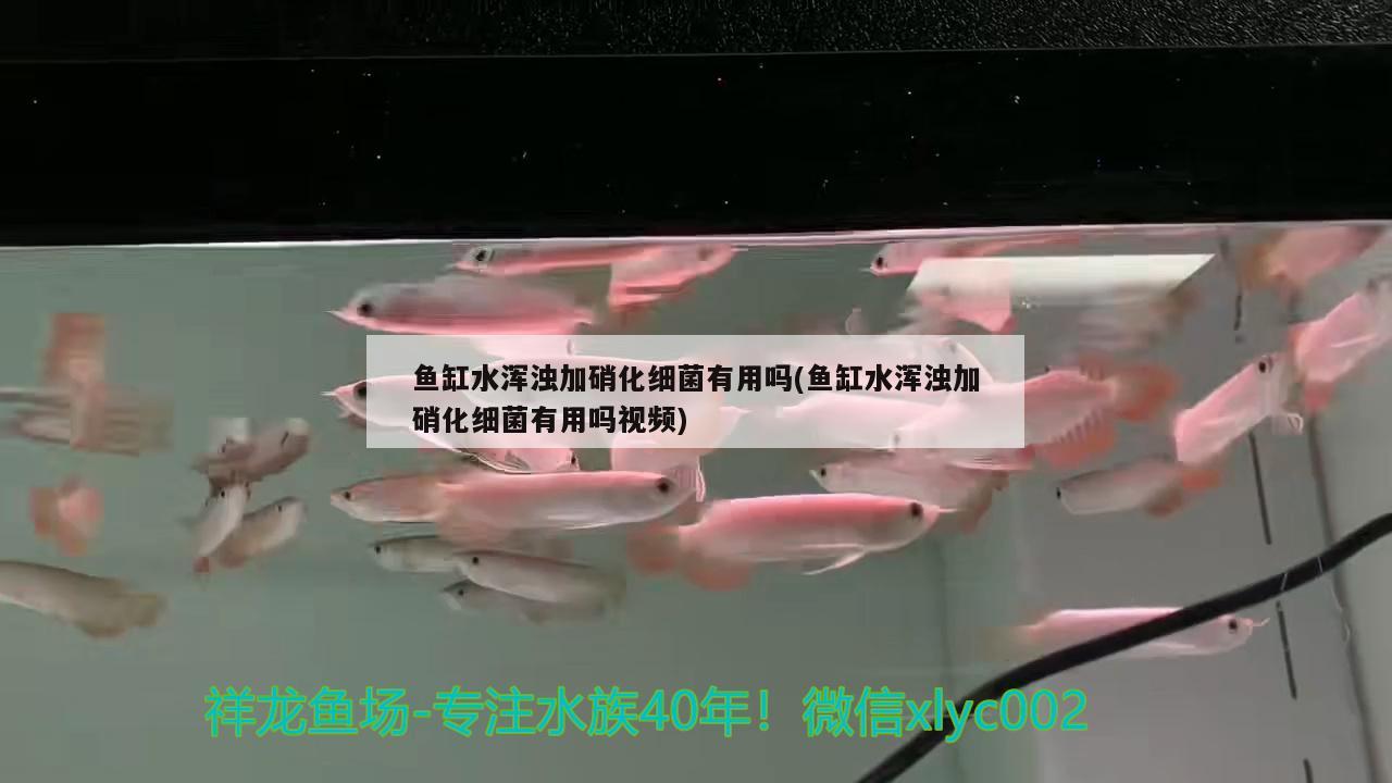 鱼缸水浑浊加硝化细菌有用吗(鱼缸水浑浊加硝化细菌有用吗视频)