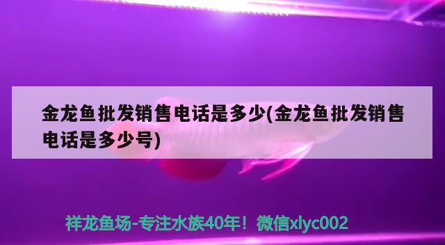 金龙鱼批发销售电话是多少(金龙鱼批发销售电话是多少号)