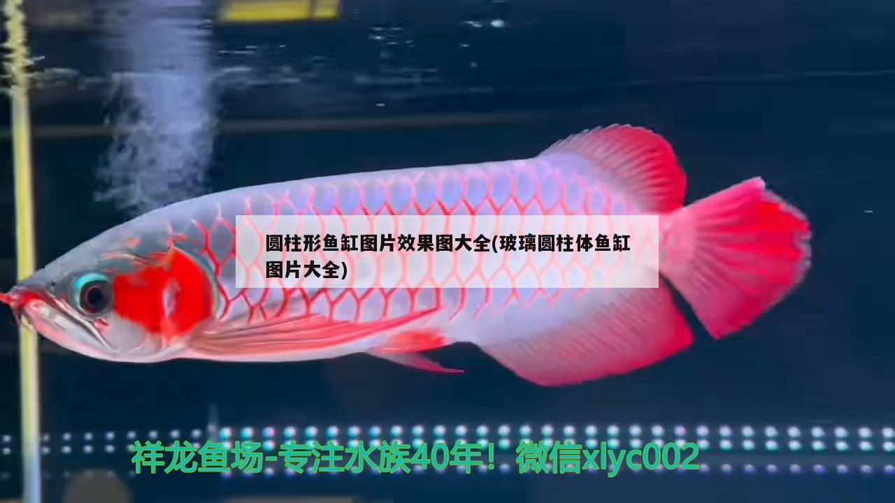 圆柱形鱼缸图片效果图大全(玻璃圆柱体鱼缸图片大全) 大湖红龙鱼