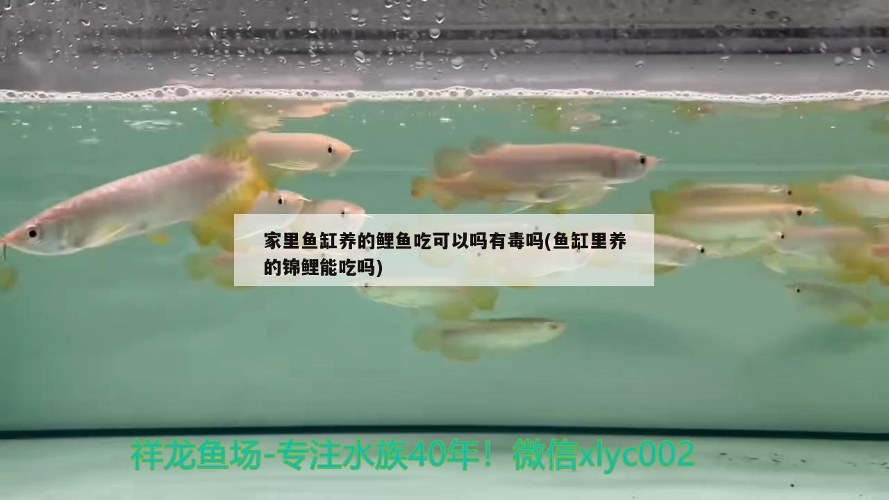 家里鱼缸养的鲤鱼吃可以吗有毒吗(鱼缸里养的锦鲤能吃吗) 白子银龙鱼苗