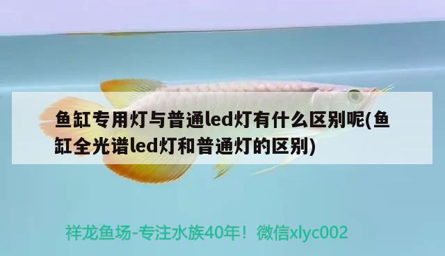 鱼缸专用灯与普通led灯有什么区别呢(鱼缸全光谱led灯和普通灯的区别)