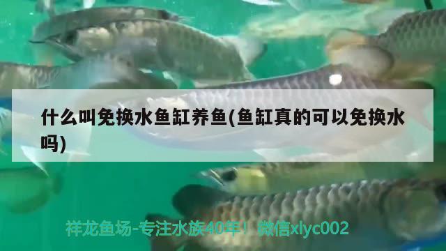 鱼缸养小鲤鱼的注意事项(小鲤鱼养殖注意事项) 巨骨舌鱼