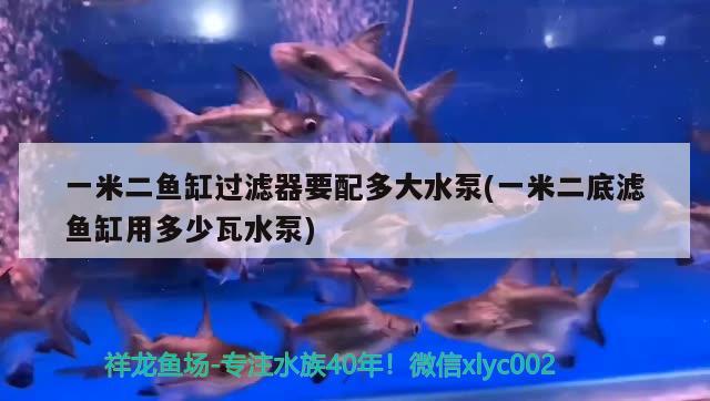 一米二鱼缸过滤器要配多大水泵(一米二底滤鱼缸用多少瓦水泵) 一眉道人鱼苗 第2张