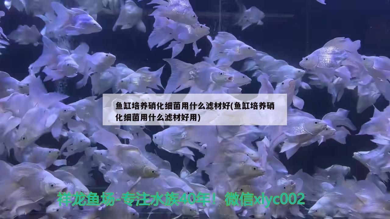 鱼缸培养硝化细菌用什么滤材好(鱼缸培养硝化细菌用什么滤材好用) 硝化细菌