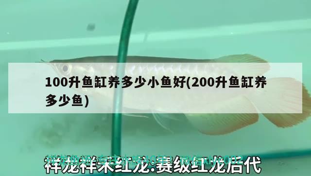 100升鱼缸养多少小鱼好(200升鱼缸养多少鱼) 元宝鲫