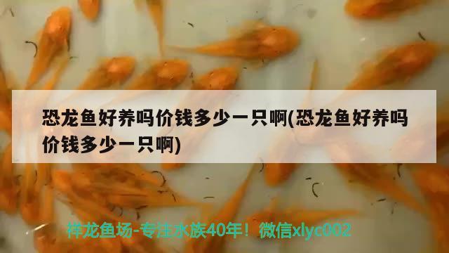 2023年广东水族展会时间表图片（2020年广州水族展会）