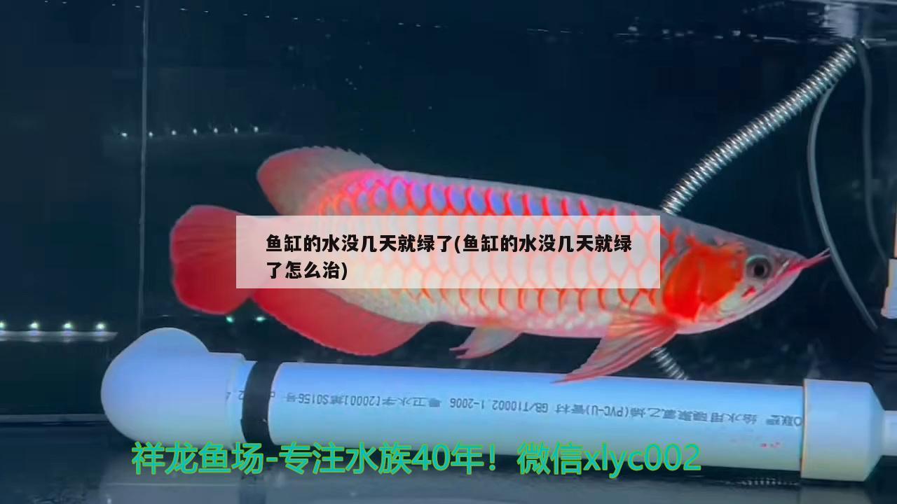 鱼缸的水没几天就绿了(鱼缸的水没几天就绿了怎么治) 祥禾Super Red红龙鱼