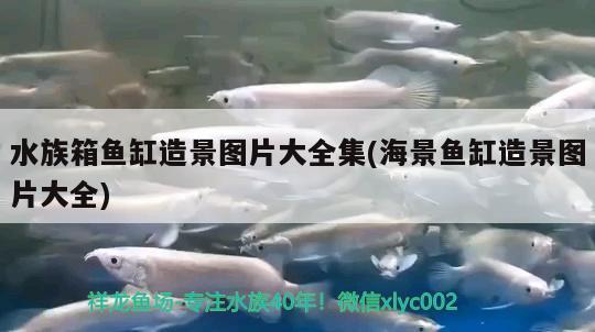 水族箱鱼缸造景图片大全集(海景鱼缸造景图片大全) 鱼缸/水族箱