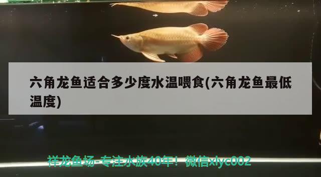 六角龙鱼适合多少度水温喂食(六角龙鱼最低温度) 肥料 第2张