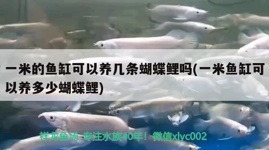 黄金布兰迪水虎鱼（布隆迪黄金虎混养）