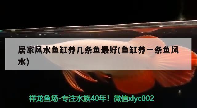 鱼缸木头哪里找，枣树根可以做鱼缸沉木吗 养鱼的好处 第2张