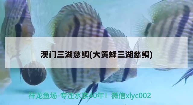 澳门三湖慈鲷(大黄蜂三湖慈鲷) 广州祥龙国际水族贸易