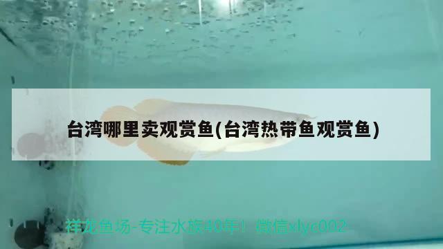 台湾哪里卖观赏鱼(台湾热带鱼观赏鱼) 广州祥龙国际水族贸易