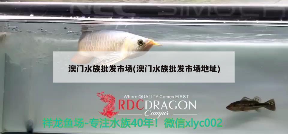 澳门水族批发市场(澳门水族批发市场地址)