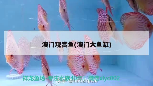 澳门观赏鱼(澳门大鱼缸) 广州祥龙国际水族贸易