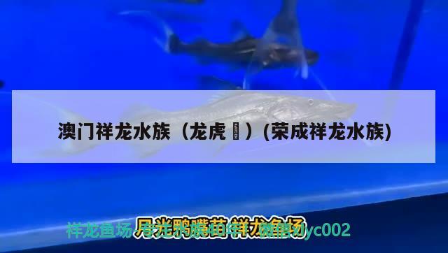 澳门祥龙水族（龙虎魟）(荣成祥龙水族) 广州祥龙国际水族贸易