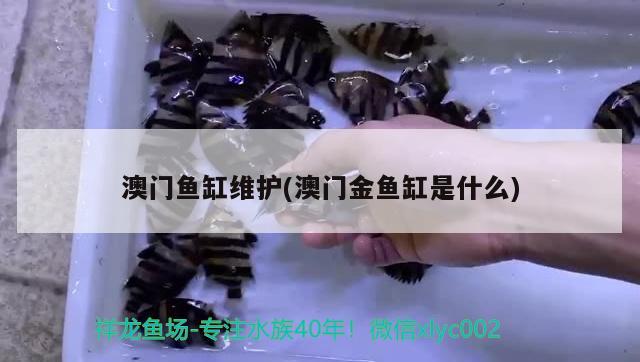 澳门鱼缸维护(澳门金鱼缸是什么) 广州祥龙国际水族贸易